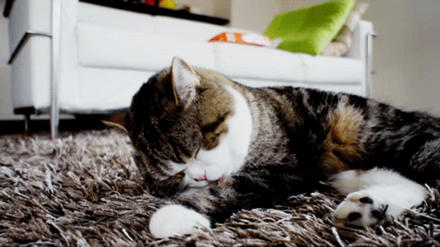 Cat Tongue Licking GIF