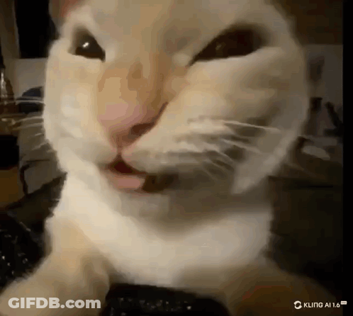 Cat Tongue Out Funny Face GIF
