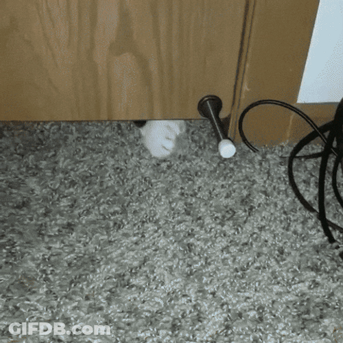 Cat Touches Door Stopper And Boing GIF