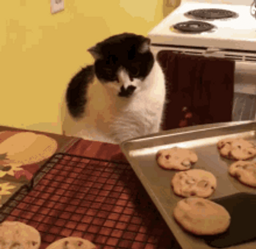 Cat Touching Cookies GIF