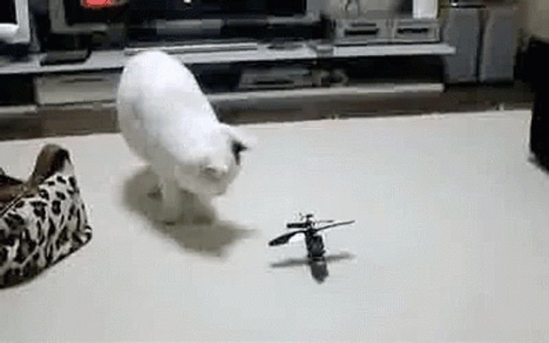 Cat Toy Helicopter Meme GIF