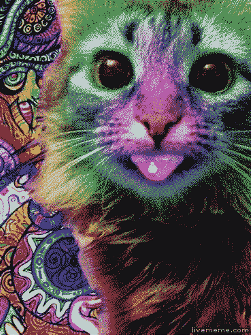 Cat Trance Spiral Hypnotize GIF