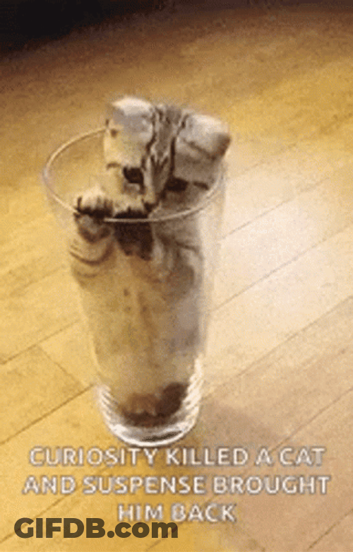 Cat Trapped Curiosity Suspense Brought Back GIF