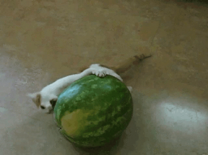 Cat Trying To Eat Whole Watermelon GIF