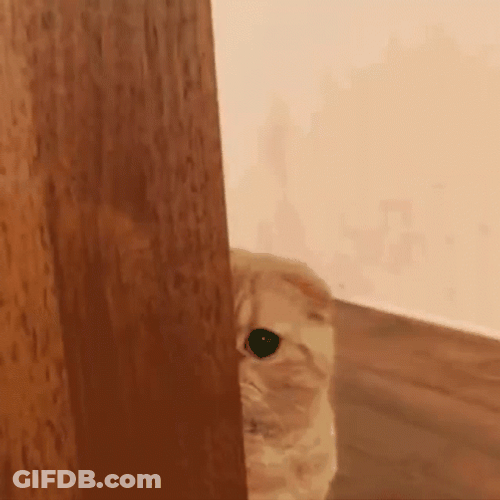 Cat Trying To Hide At Corner GIF