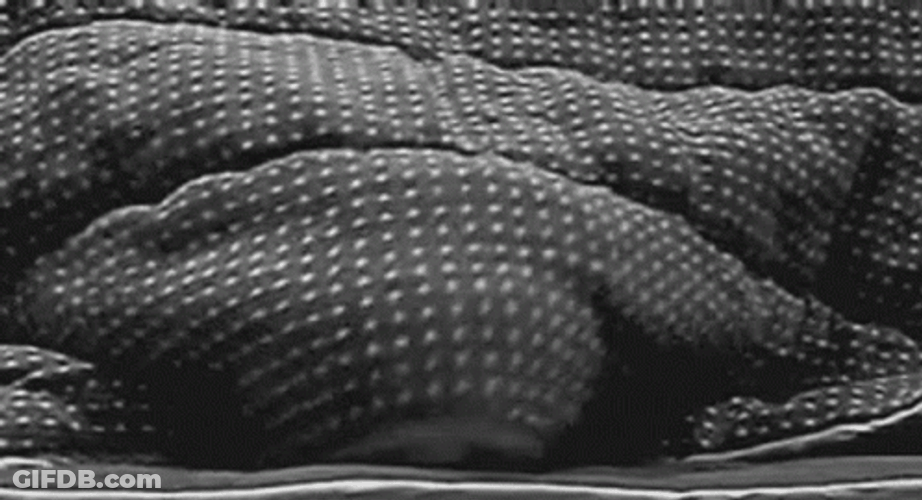 Cat Trying To Hide With Blanket Peeking GIF