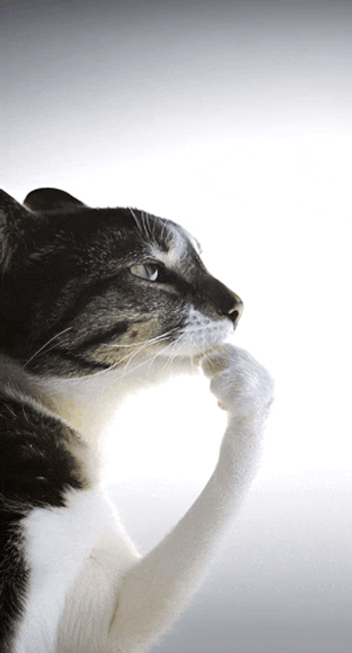 Cat Ts Pmo Meme GIF