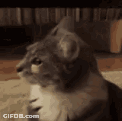 Cat Turning Around Upside Down Scary Surprise GIF