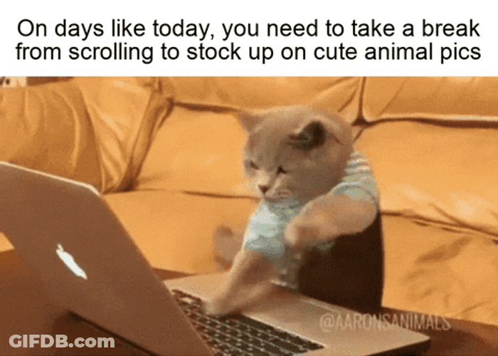 Cat Typing Fast Cute Animal GIF
