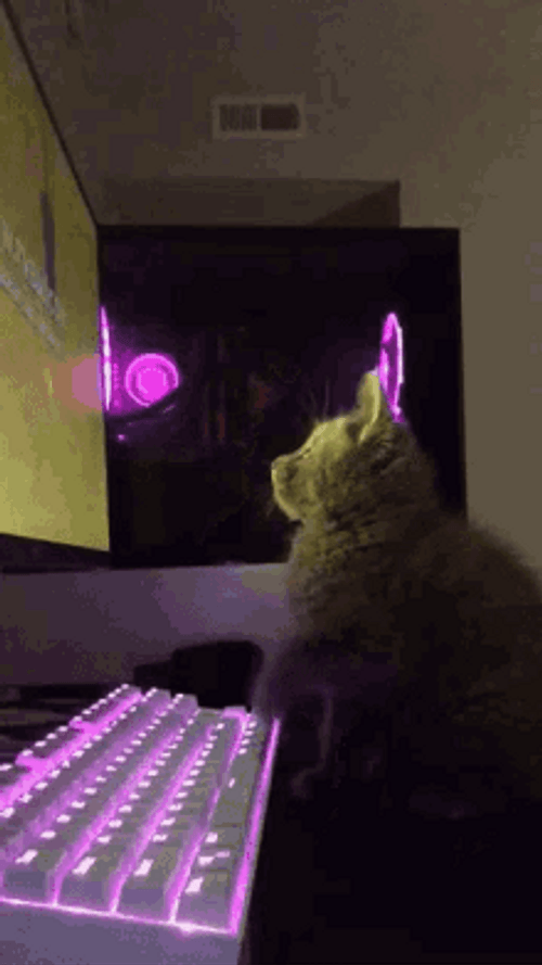 Cat Typing On Keyboard GIF