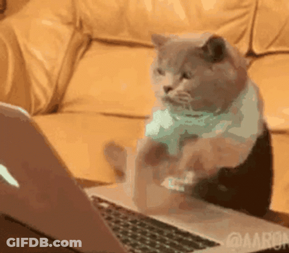 Cat Typing On Laptop Meow GIF