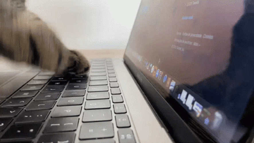 Cat Typing Using Paws GIF