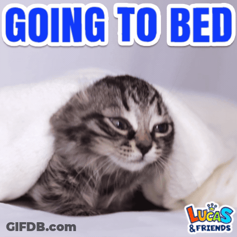 Cat Under Blanket Going To Bed GIF
