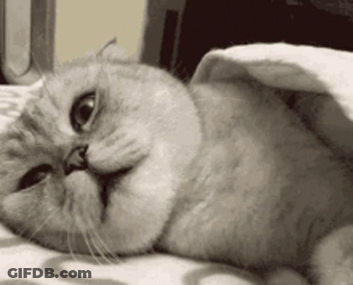 Cat Under Blanket Making Funny Face GIF
