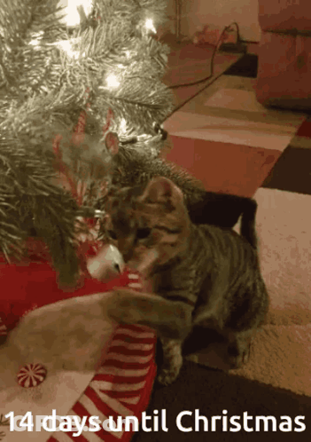 Cat Under Christmas Tree 14 Days Until Christmas GIF