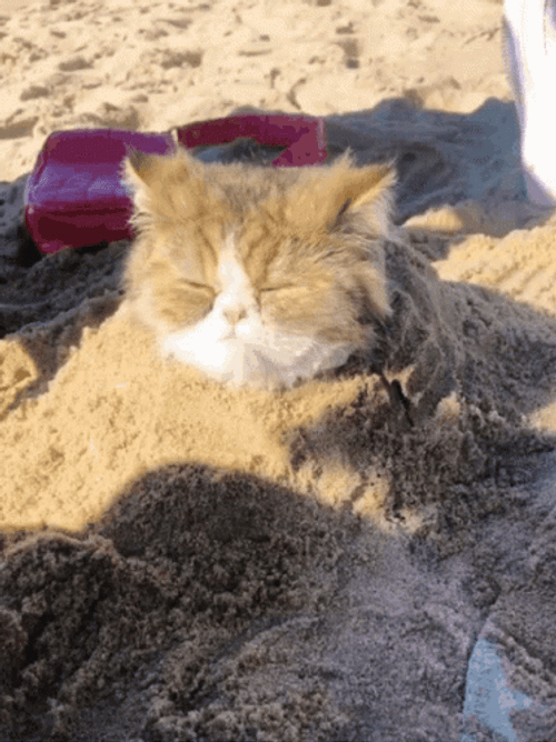 Cat Under The Sand Funny Beach GIF