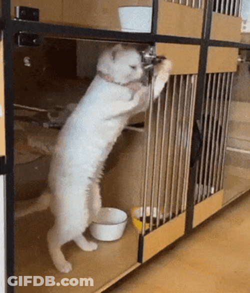 Cat Unlocking Locked Door GIF