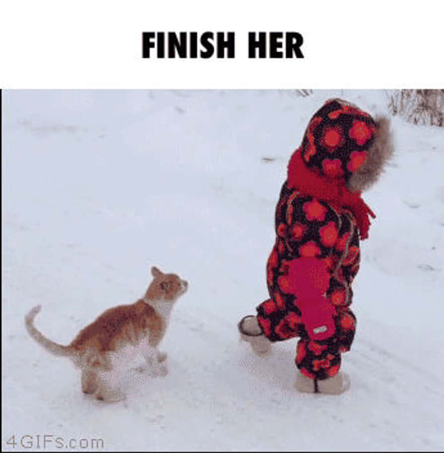 Cat Versus Baby Finish Him GIF