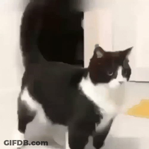Cat Vibing Bounce GIF