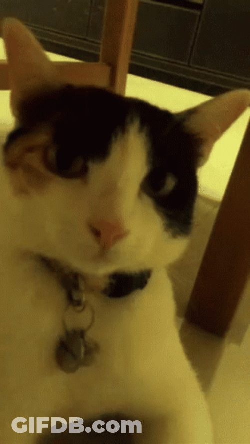 Cat Vibing Camera Works GIF