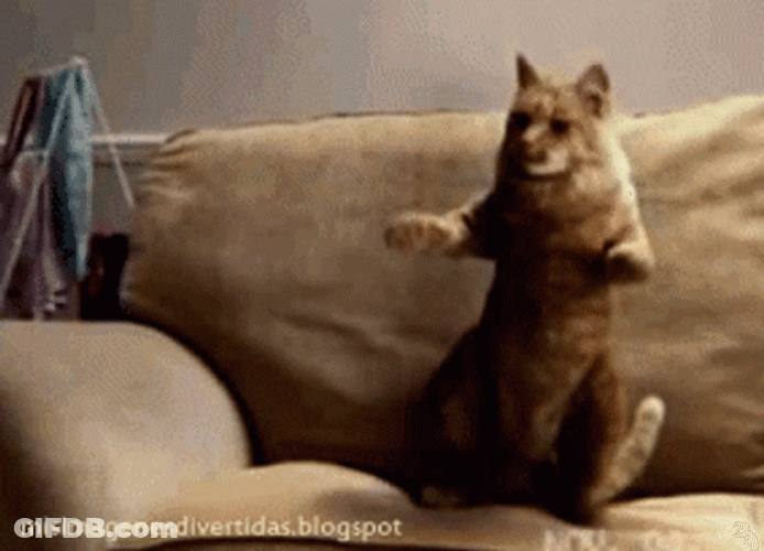 Cat Vibing Dancing In A Couch GIF