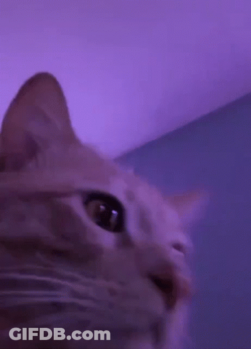 Cat Vibing Head Banging Eyes Closed GIF