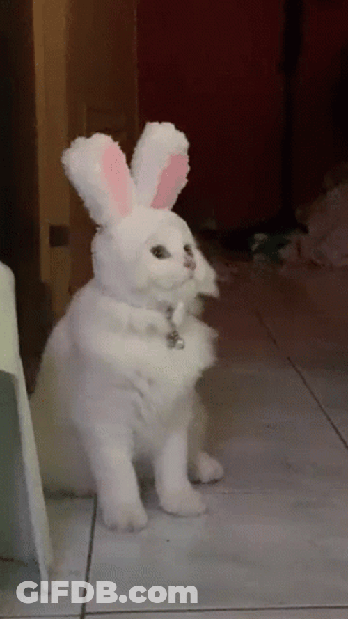 Cat Vibing In A Bunny Head Dress GIF