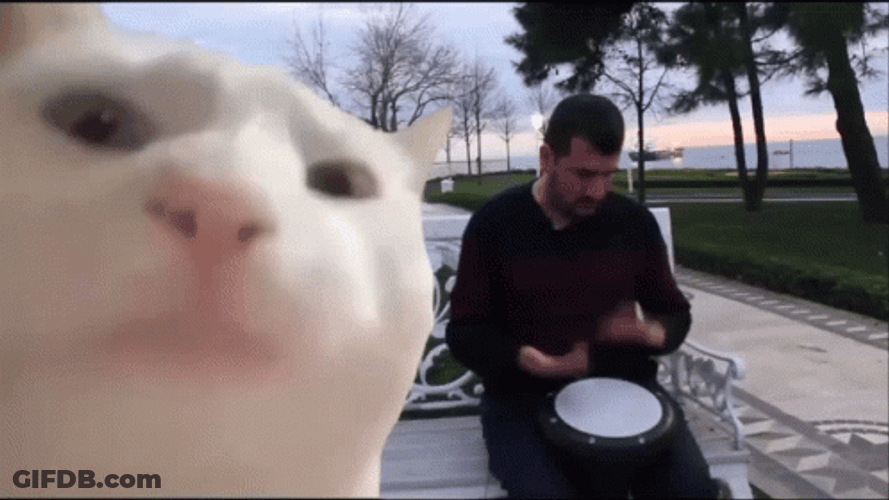 Cat Vibing In A Man Playing Instruments GIF