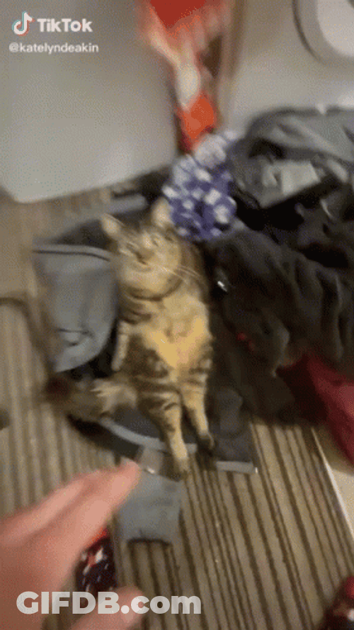 Cat Vibing In A Suitcase GIF