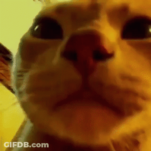 Cat Vibing In Blank Face GIF