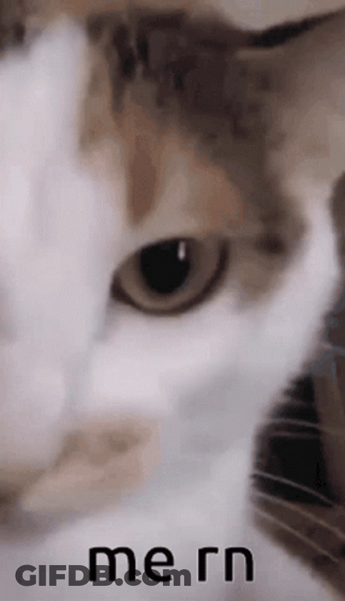 Cat Vibing Me Right Now GIF