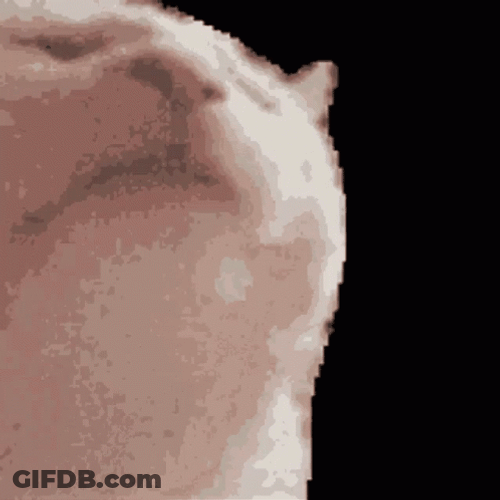 Cat Vibing Meme GIF