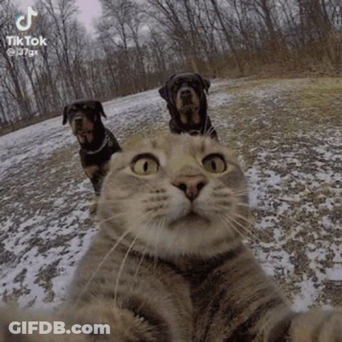 Cat Vibing Selfie With Dogs Edit GIF