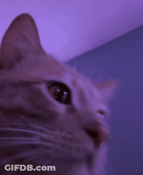 Cat Vibing Sleepy GIF