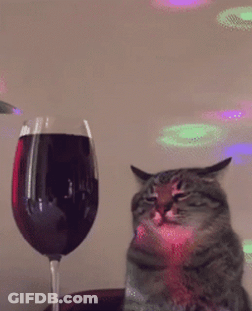Cat Vibing Staring At The Wine GIF