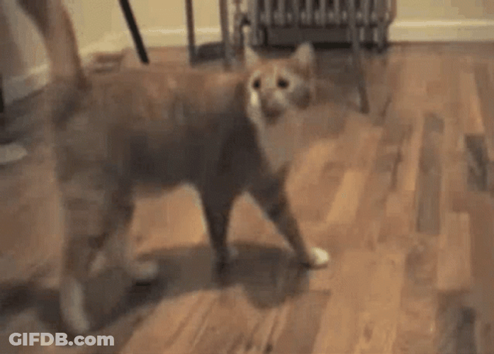 Cat Vibing Walking GIF