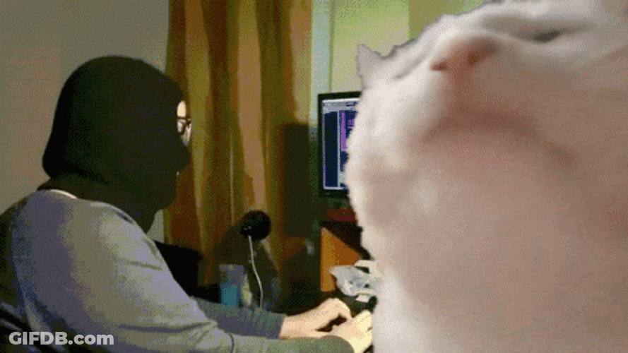 Cat Vibing With A Masked Man In The Back GIF