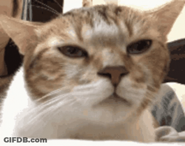 Cat Vibing With Eyes Closed GIF