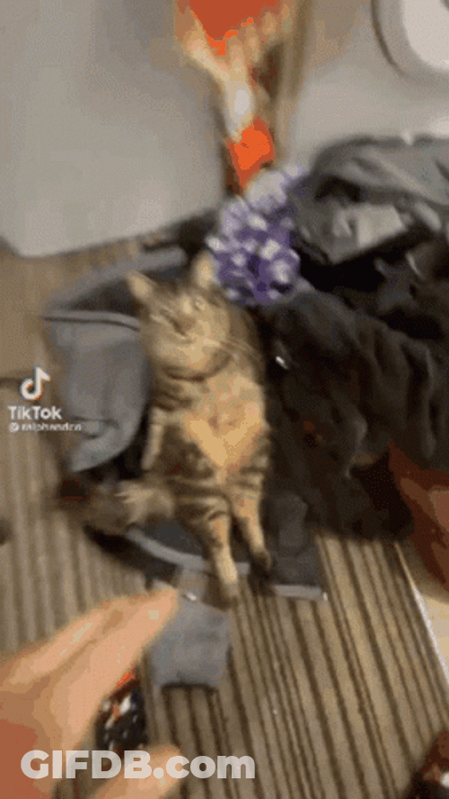 Cat Vibing With His Owner GIF