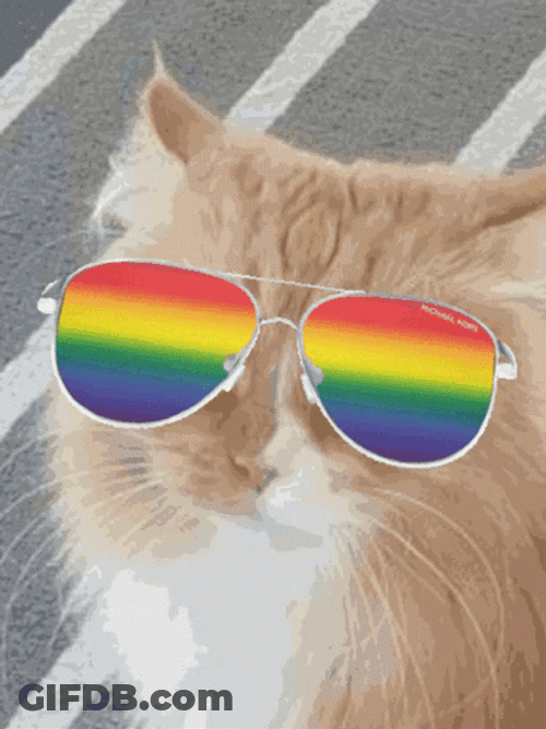 Cat Vibing WIth Rainbow Glasses GIF