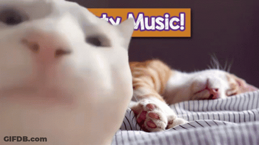Cat Vibing With Sleeping Cat In The Back GIF