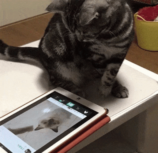Cat Video Call GIF