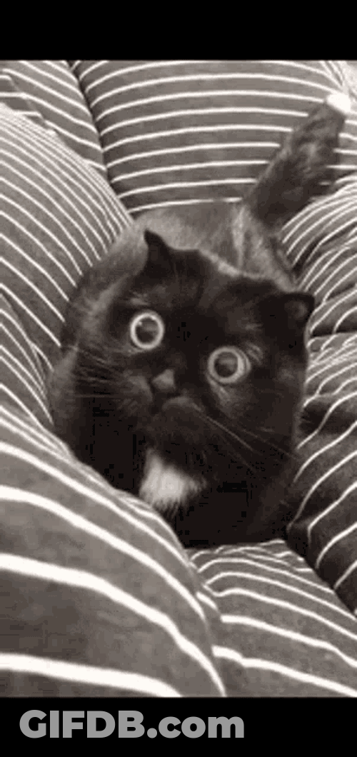 Cat Vietnam Flashback Cute GIF