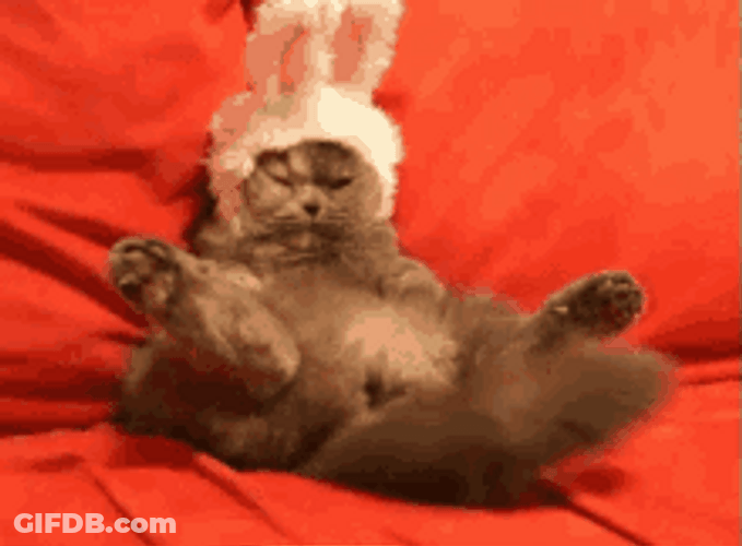 Cat Wagging Tail Bunny Hat He Has Risen GIF