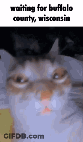 Cat Waiting For Buffalo County Wisconsin GIF