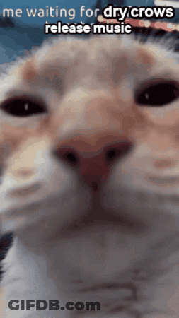 Cat Waiting For Dry Crow Music GIF