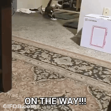 Cat Walking Across Rug With On The Way GIF