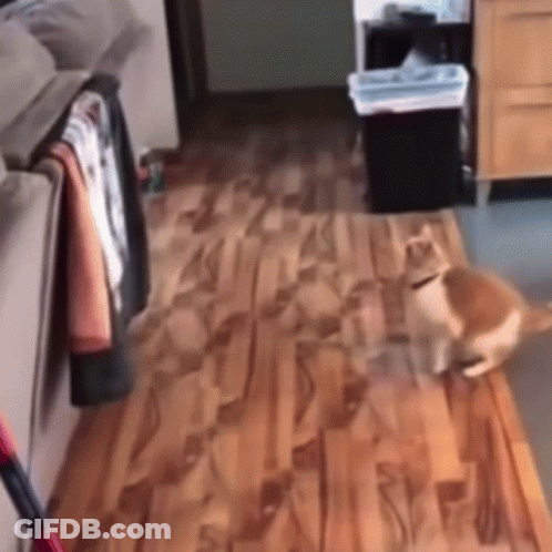 Cat Walking Across Wooden Floor GIF