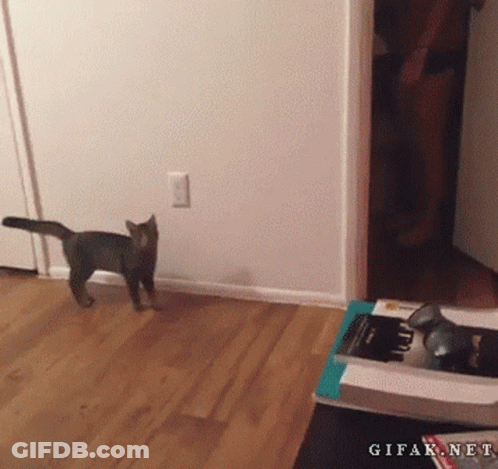 Cat Walking Across Wooden Floor GIF