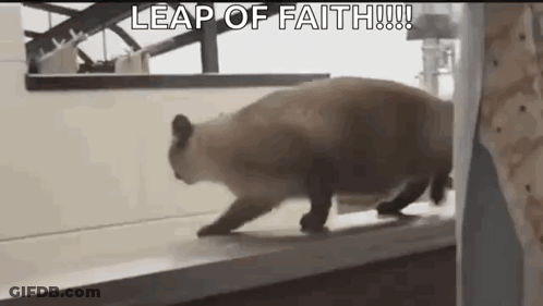 Cat Walking Across Wooden Floor GIF